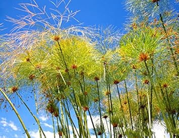 papyrus plant seeds Heirloom Non-GMO Green Cyperus Papyrus Flower Seeds for Ornamental Water Garden Planting