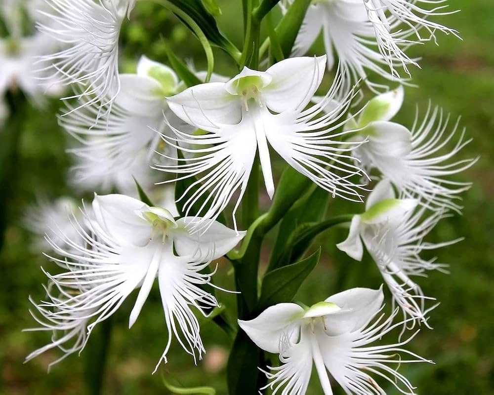 white japanese flower seeds