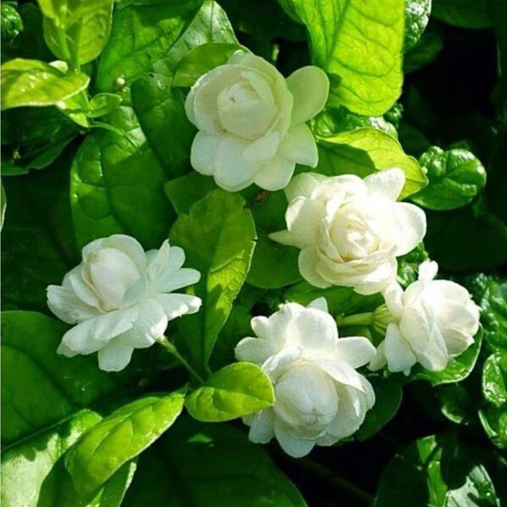 Heirloom Non-GMO Mogra Flower Seeds for Planting – Fragrant Jasmine Garden Blooms, High Germination
