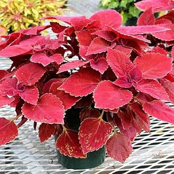 Flower Seeds, Seeds for Planting, Plant Seeds