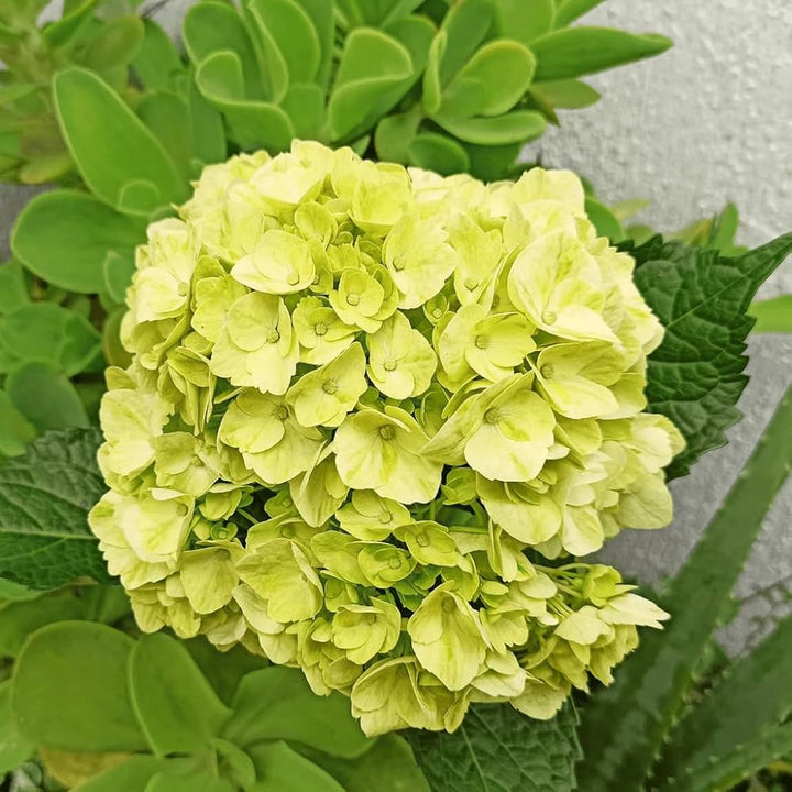 Hydrangea macrophylla Green Cloud Flower Seeds for Planting - 100 pcs