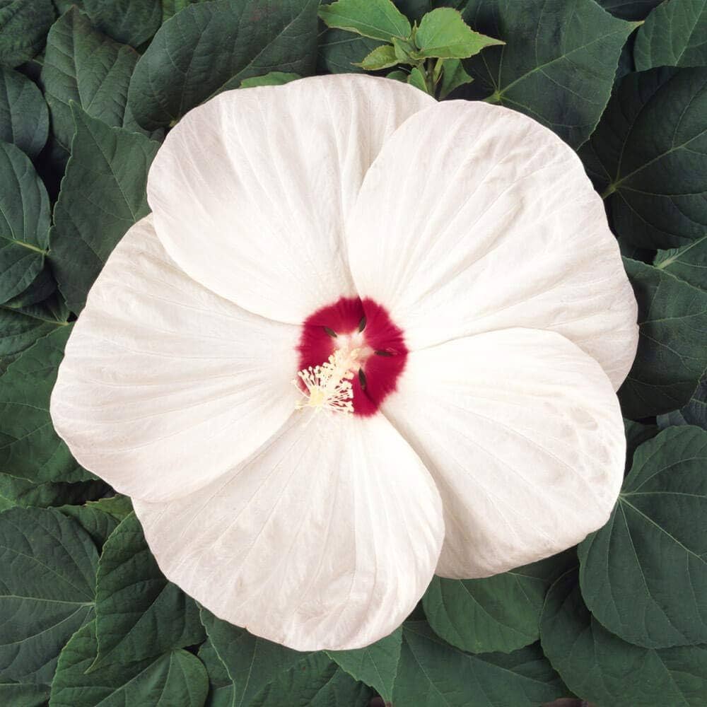 pink orange flower seeds