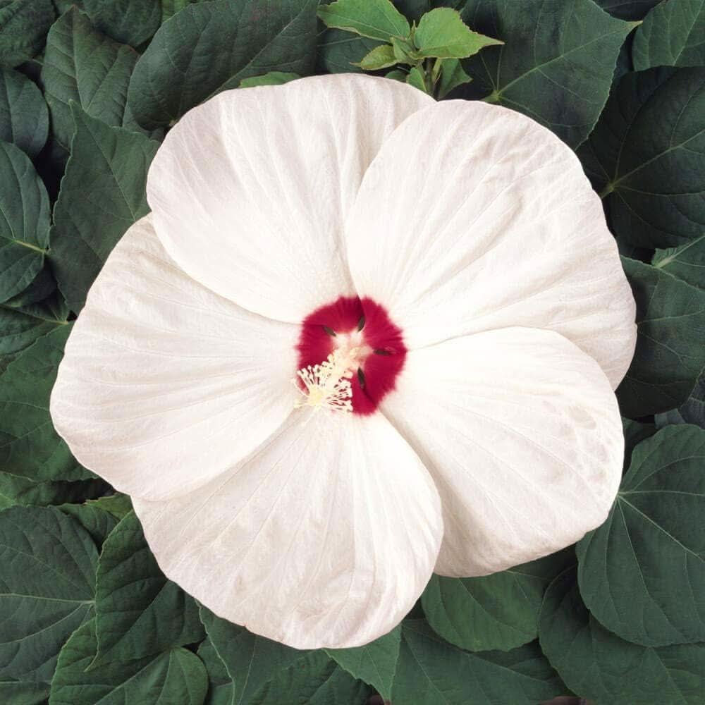 white rose flower seeds
