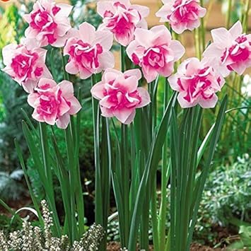 pink daffodils flower seeds