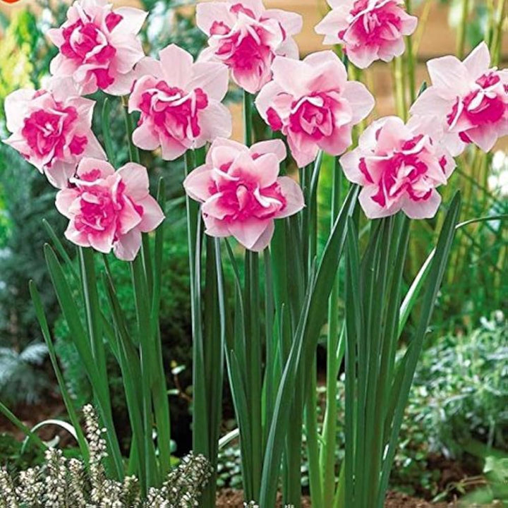 Pink Double Petals Narcissus Daffodil Seeds for Planting – Heirloom, Non-GMO Seeds with High Germination