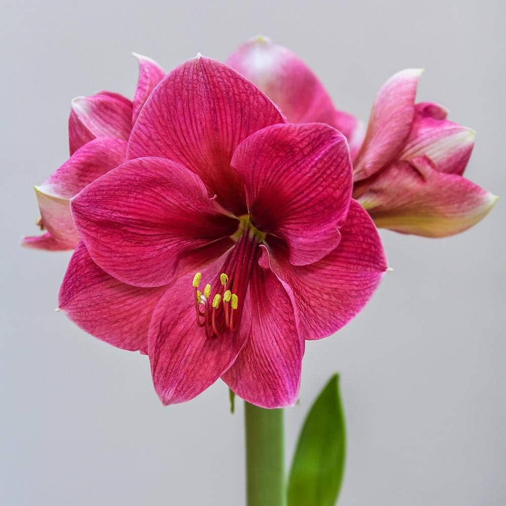 pink heirloom flower seeds
