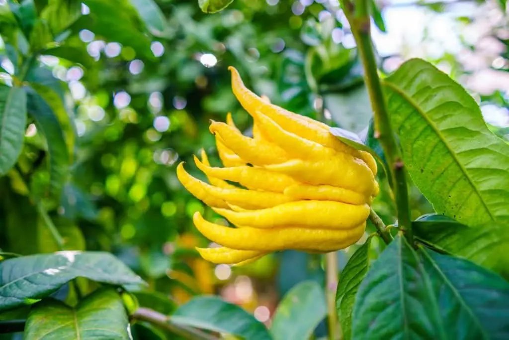 buddhas hand flower seeds