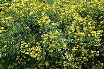 Flower Seeds, Seeds for Planting, Plant Seeds