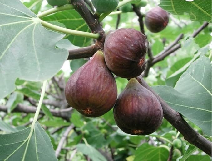 Fig Tree Seeds Black Sweet Fruit Shrub Bonsai for Growing Sweet, Mediterranean Figs, Heirloom Fig Seeds