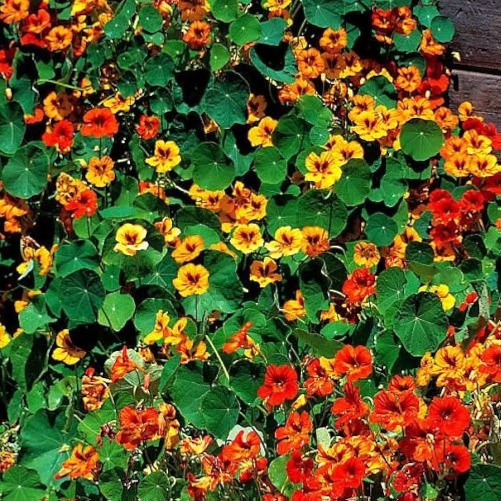red scarlet flower seeds