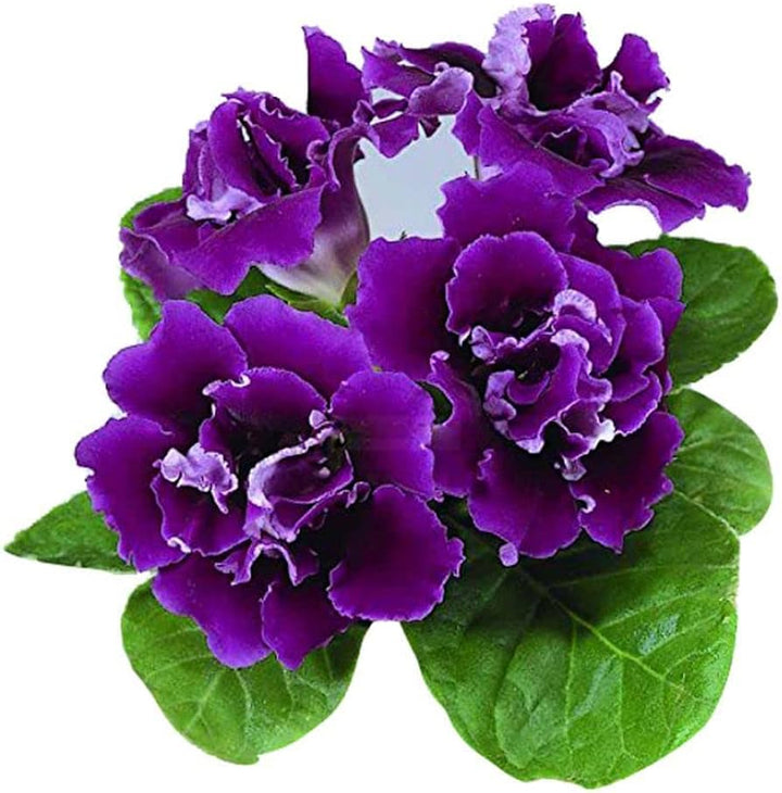 Dark Blue White Gloxinia Flower Seeds for Planting 100 pcs