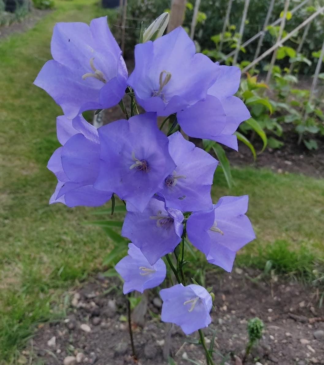 peachleaf bellflower flower seeds