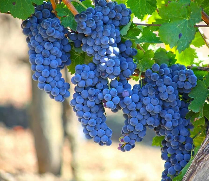 Grape Tree Seeds for Planting – Cultivate Your Own Vines, Heirloom & Non-GMO, High Germination Seeds