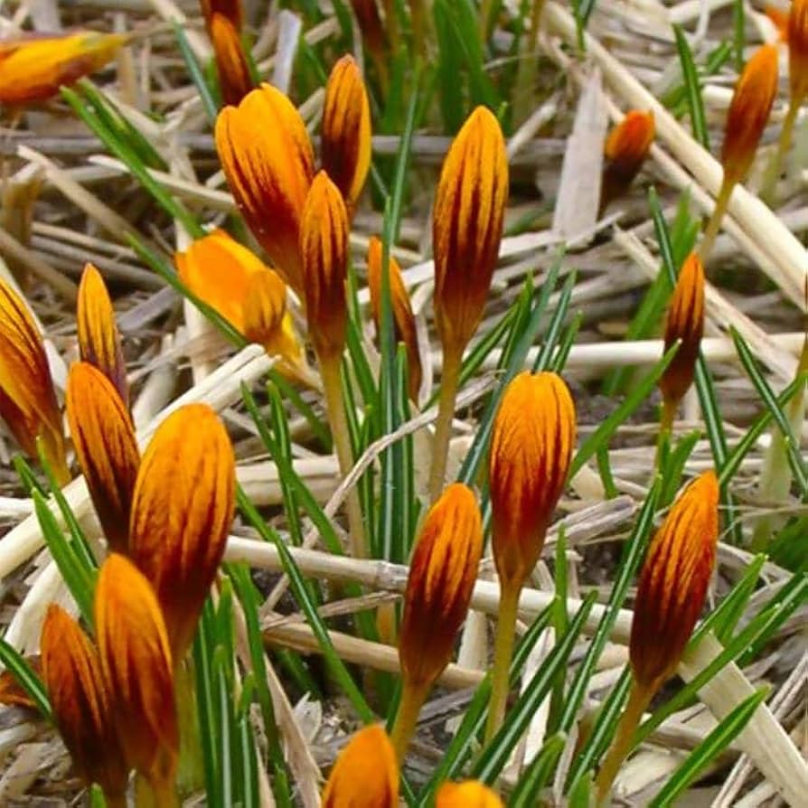 Orange Crocus Flower Seeds – Heirloom Non-GMO Bulb Seeds for Planting