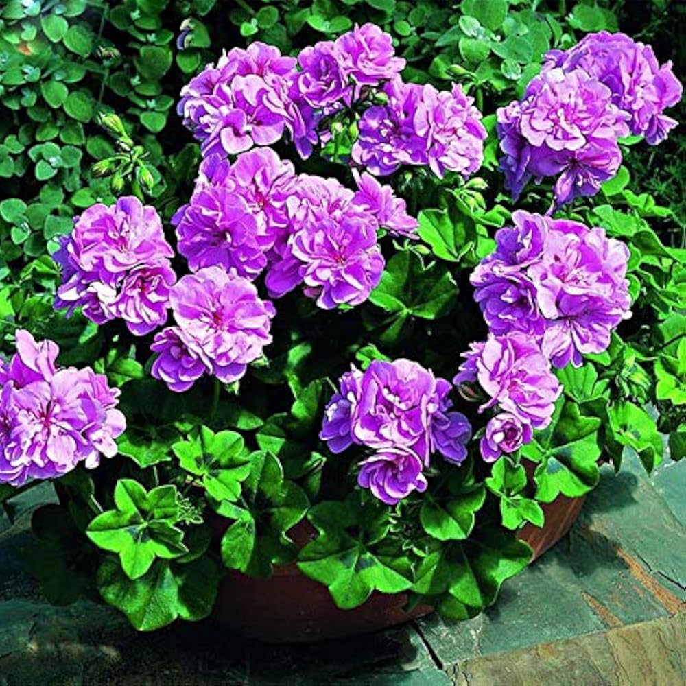 Purple Univalve Geranium Flower Seeds for Planting – Heirloom, Non-GMO, High Germination Organic Garden Seeds