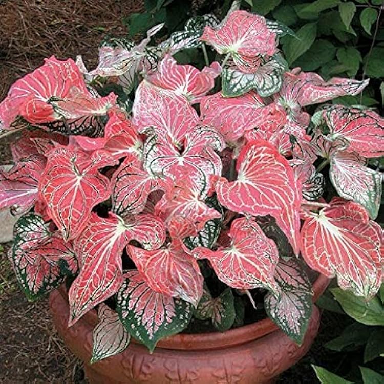 Caladium Bicolor Salmon Pink Flower Seeds for Planting 100 pcs