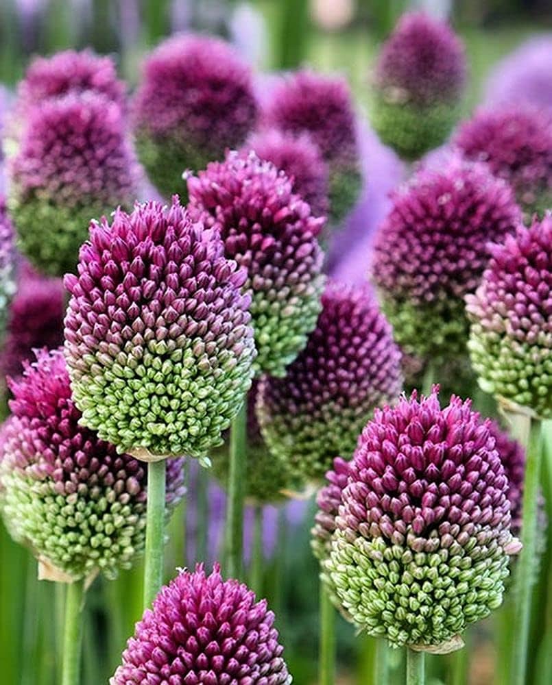 allium sphaerocephalon flower seeds