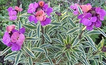 purple pink flower seeds