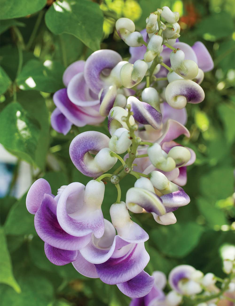 corkscrew flower flower seeds