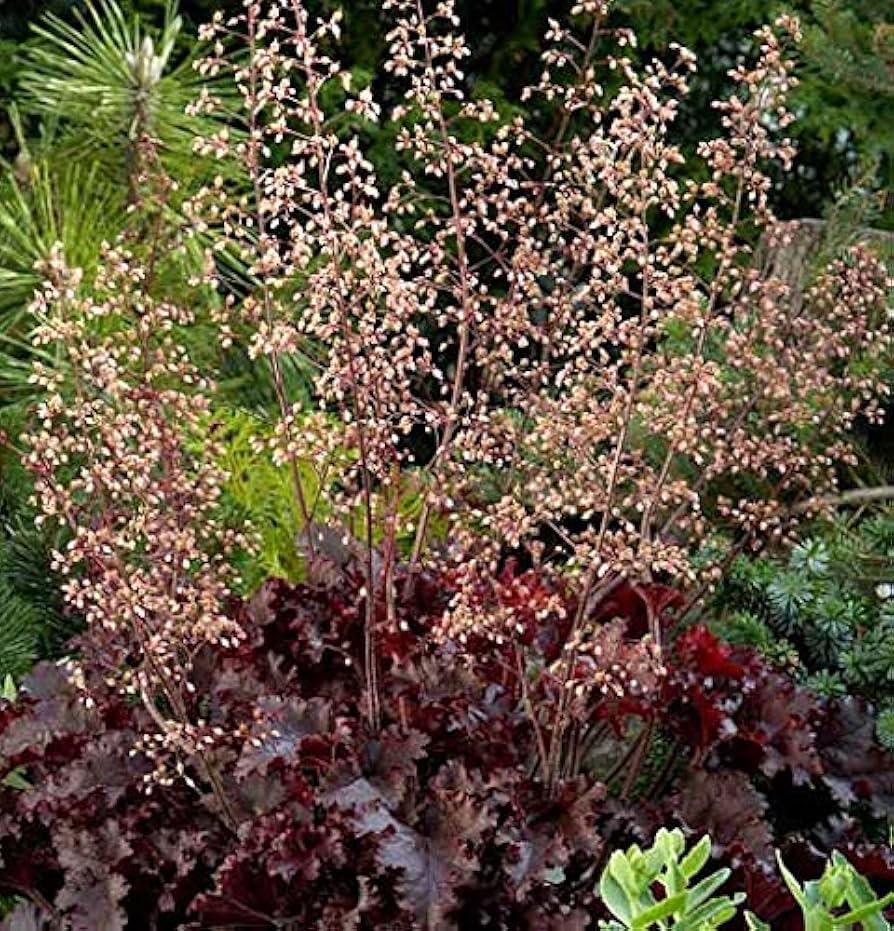 heuchera for flower seeds
