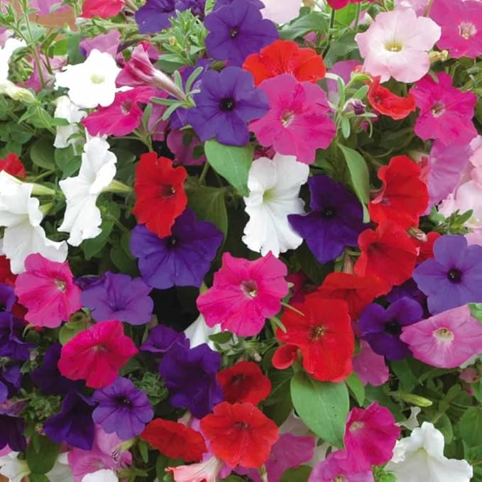 petunia petunia flower seeds