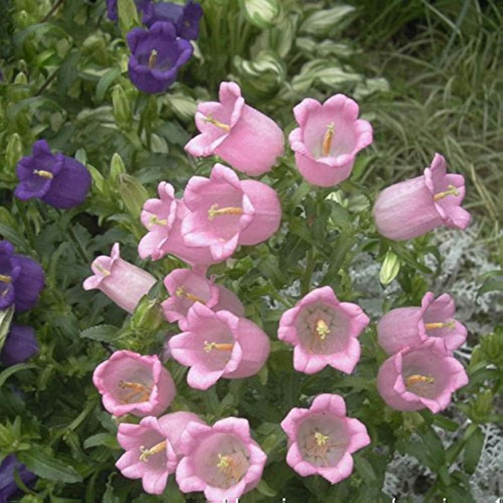bellflower campanula flower seeds