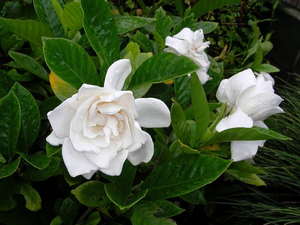 Hvide Jasminoides blomsterfrø til udplantning, friske, 100 stk