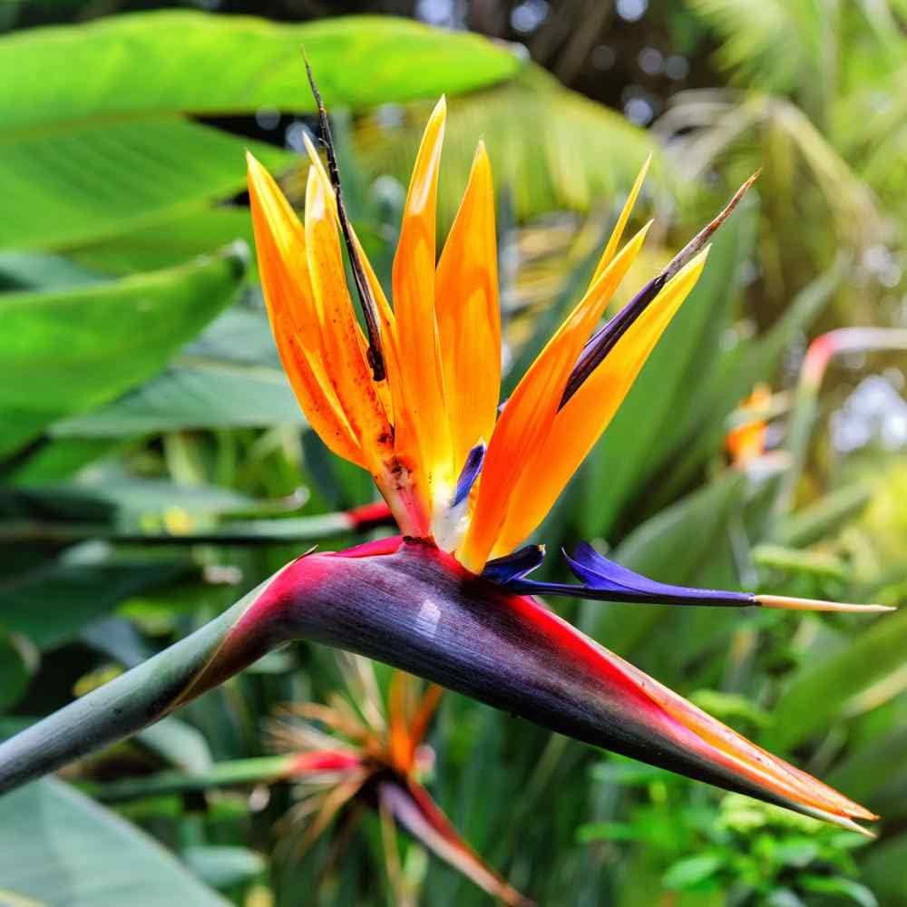 rainbow strelitzia flower seeds