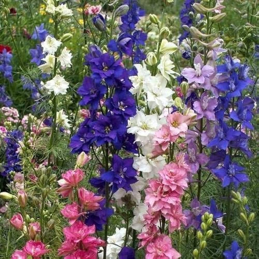 delphinium organic flower seeds