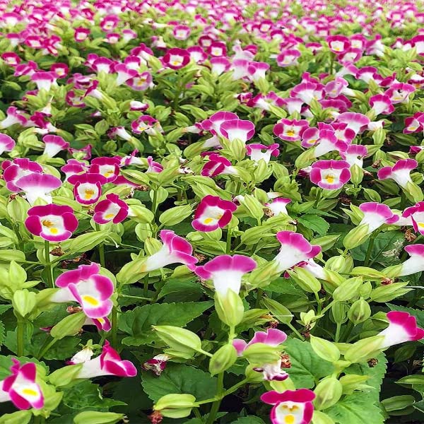 Heirloom Non-GMO Pink Torenia Flower Seeds for Planting – High Germination Organic Garden Seeds