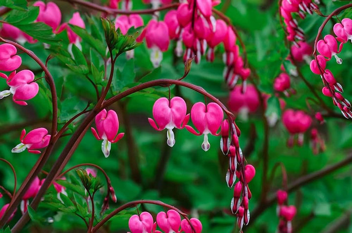 Heirloom Non-GMO Bleeding Hearts Flower Seeds for Planting – Charming Shade-Loving Garden Blooms
