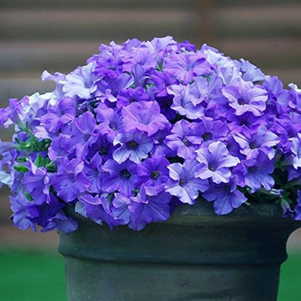 Hanging Petunia Flower Seeds for Planting - Blue 100 pcs