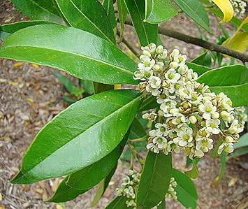 ilex paraguayensis flower seeds
