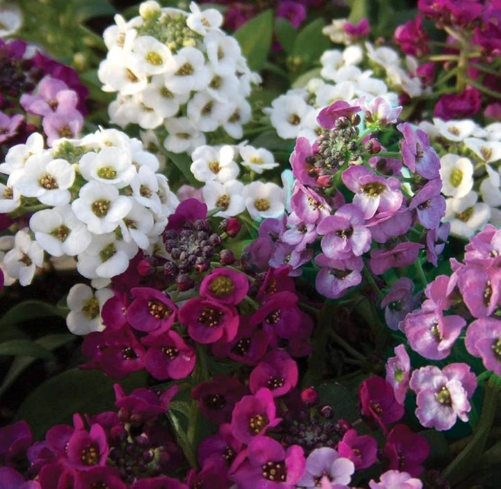 Alyssum Blomsterfrø til udplantning, 100 stk