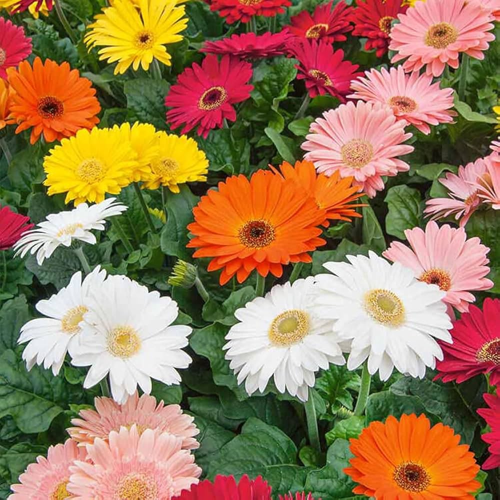 Fresh Gerbera Flower Seeds for Planting, Mixed Colour 100 pcs