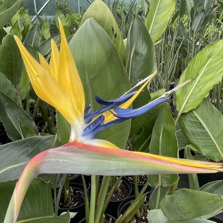 Gule Strelitzia Reginae plantefrø - 40 stk