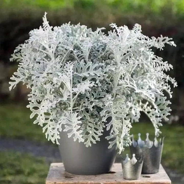 Dusty Miller Silver Dust Seeds for Planting - 100 pcs