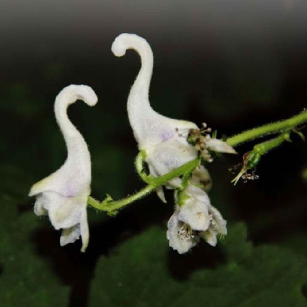 swan flower flower seeds