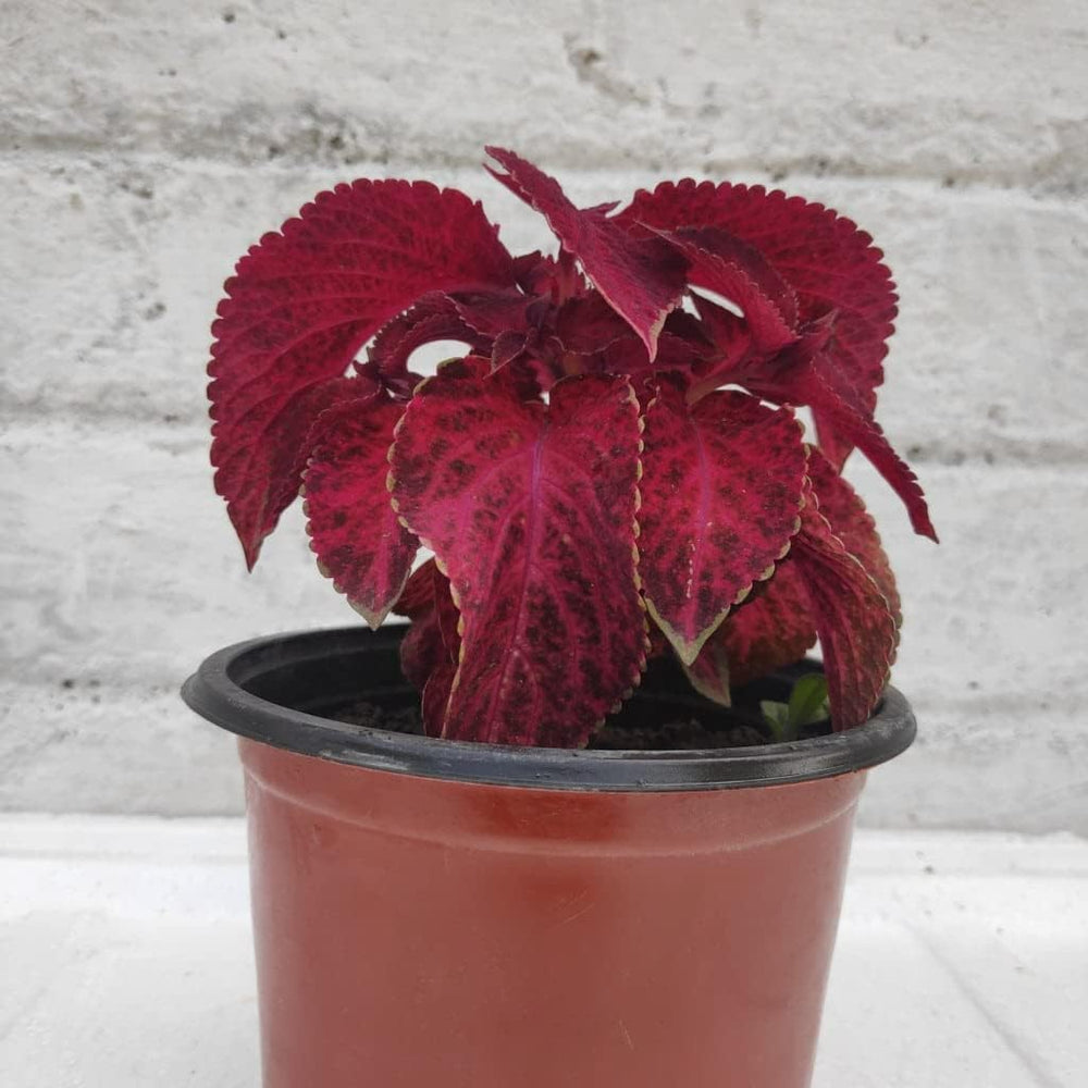 Flower Seeds, Seeds for Planting, Plant Seeds