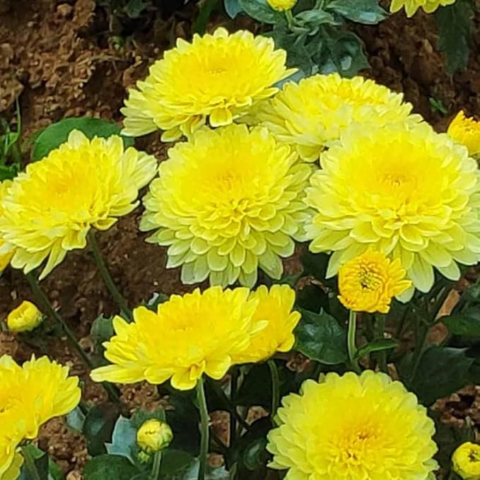 yellow heirloom flower seeds