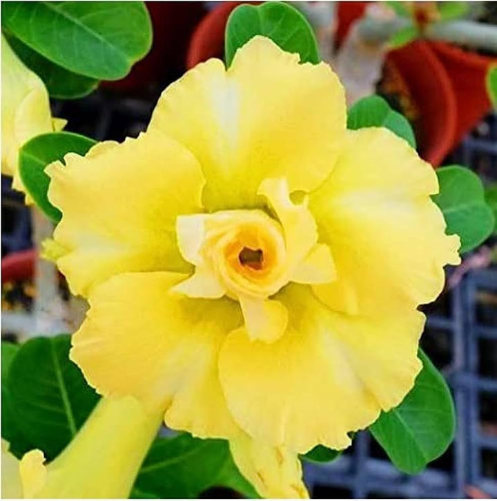 Light Yellow Adenium Obesum Flower Seeds for Planting – Heirloom, Non-GMO, High Germination Desert Rose Bonsai Seeds