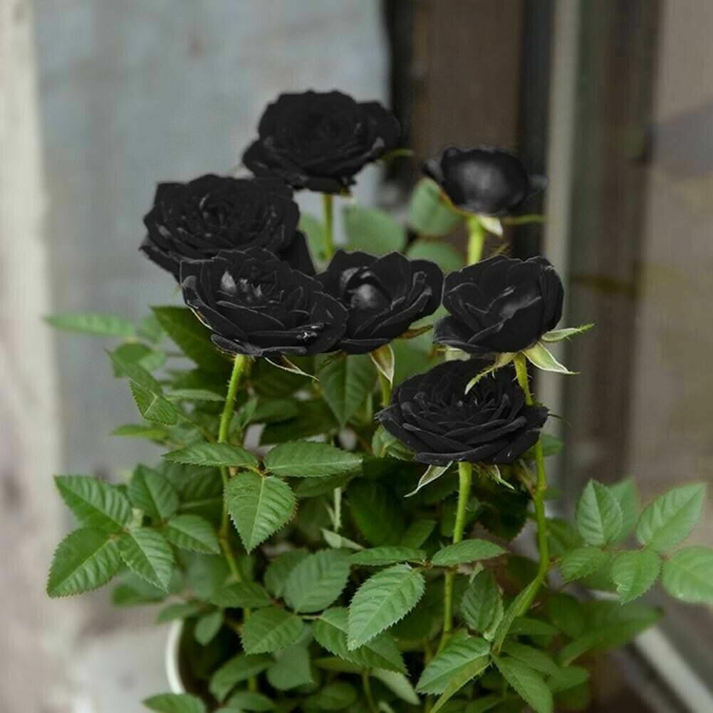 climbing roses seeds for sale Climbing Rose Seeds – Heirloom Non-GMO – Neeraseeds