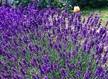 Flower Seeds, Seeds for Planting, Plant Seeds