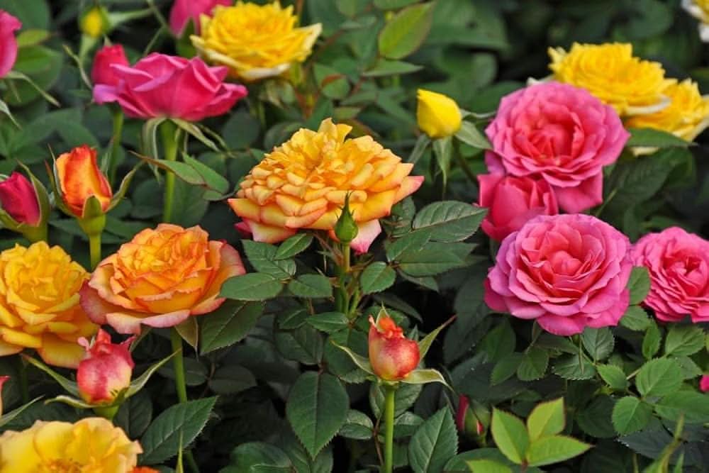 miniature rose flower seeds