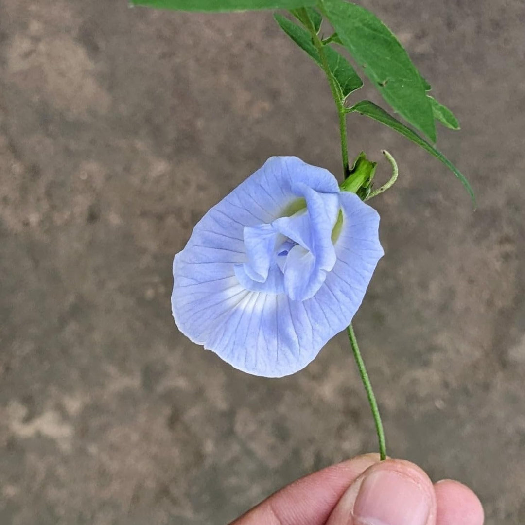 blue mini flower seeds