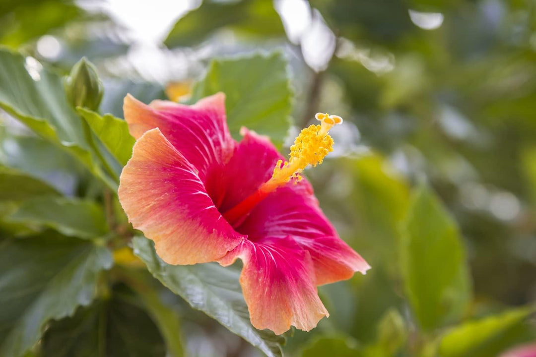 mischfarbe hibiskus flower seeds