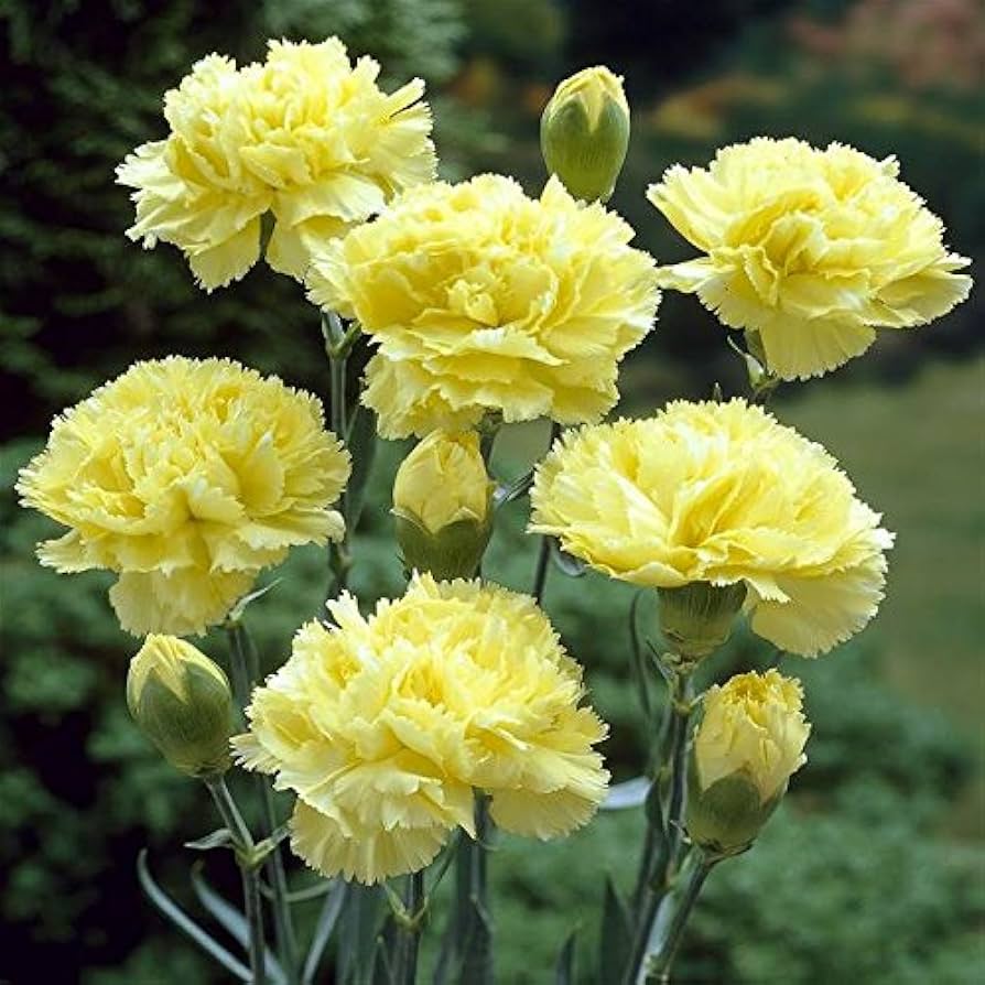 Light Yellow Carnation Flower Seeds for Planting – Heirloom, Non-GMO, High Germination Organic Garden Seeds