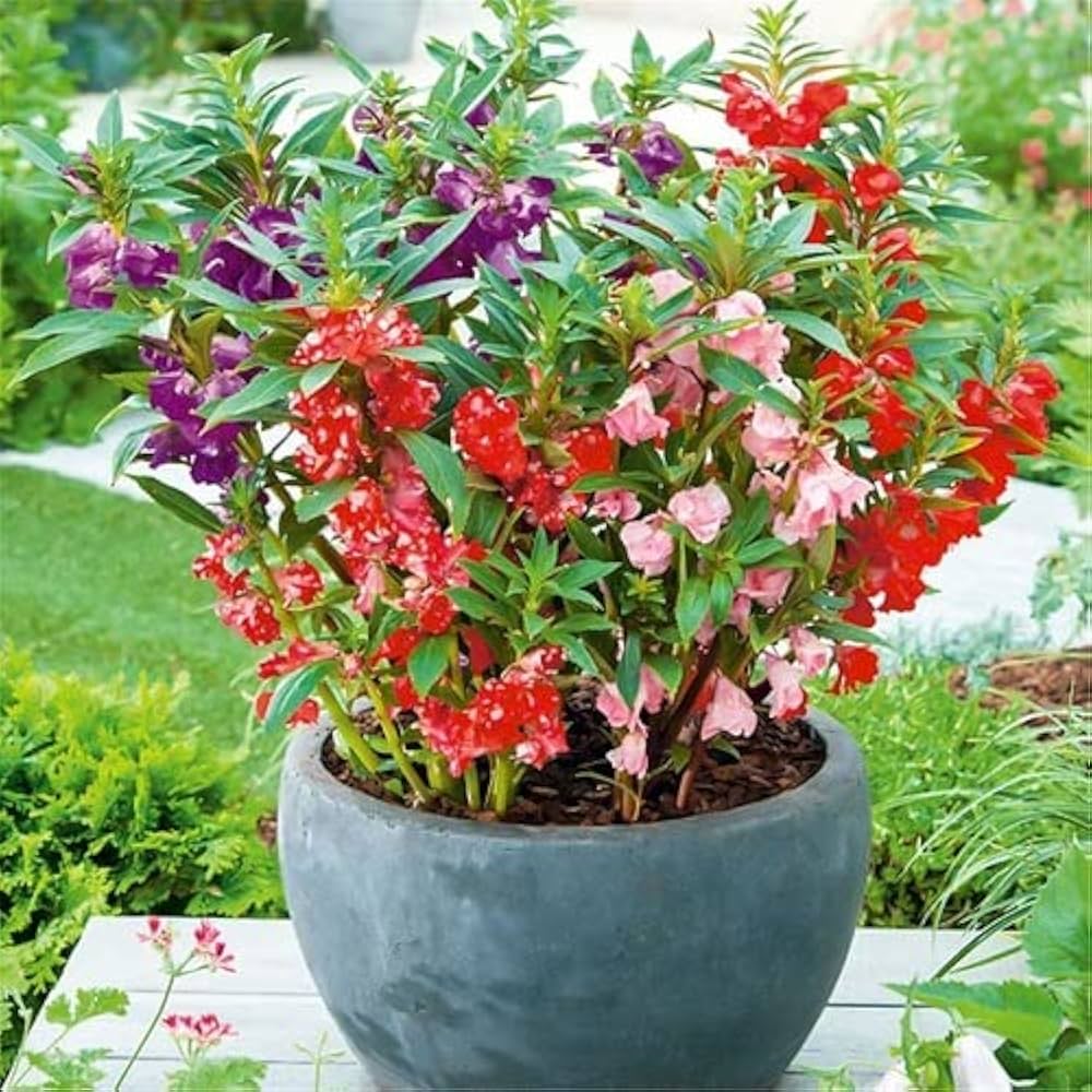 Mixed Balsam Flower Seeds - 100 pcs