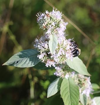 Flower Seeds, Seeds for Planting, Plant Seeds