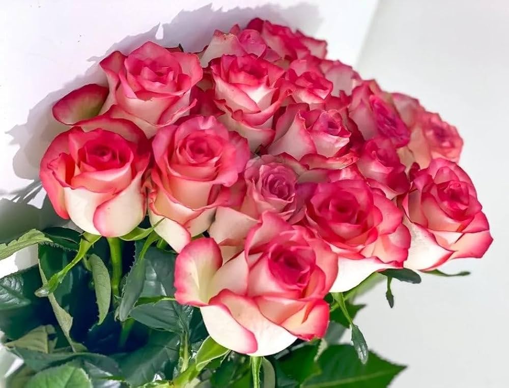 pink holland flower seeds